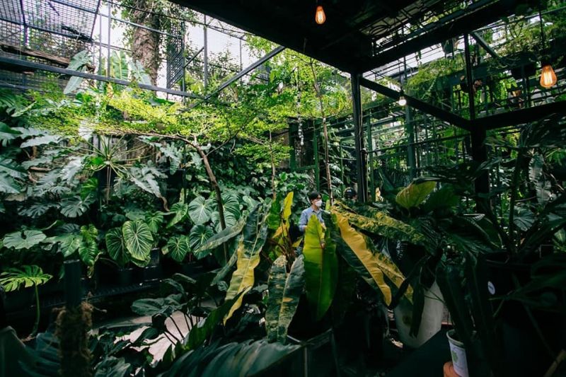 Plant lovers12_vnexpress.jpg Plant lovers12_vnexpress.jpg